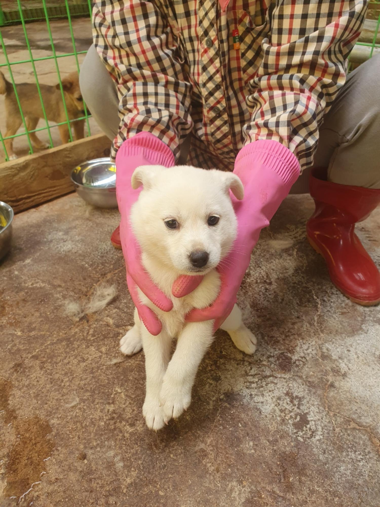믹스견 이미지 파일 입니다.